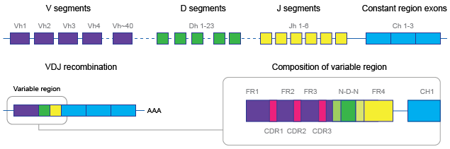 Image DNA_RNA