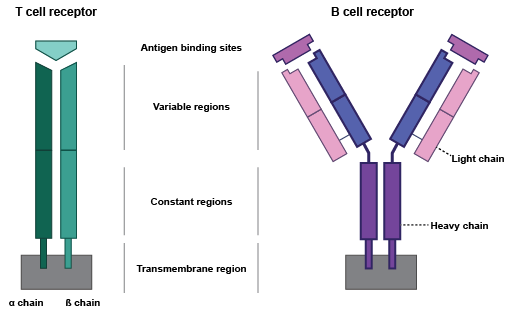 Image Bcell_Tcell