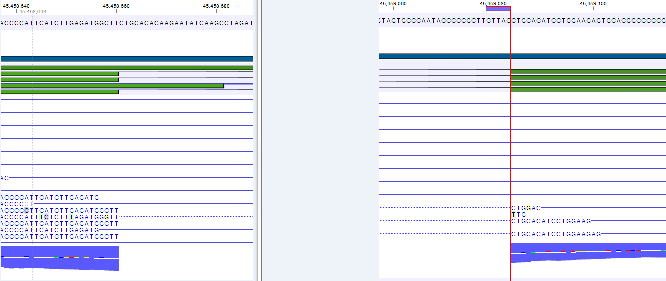 Image rna-seq-ftl1-exons2-3