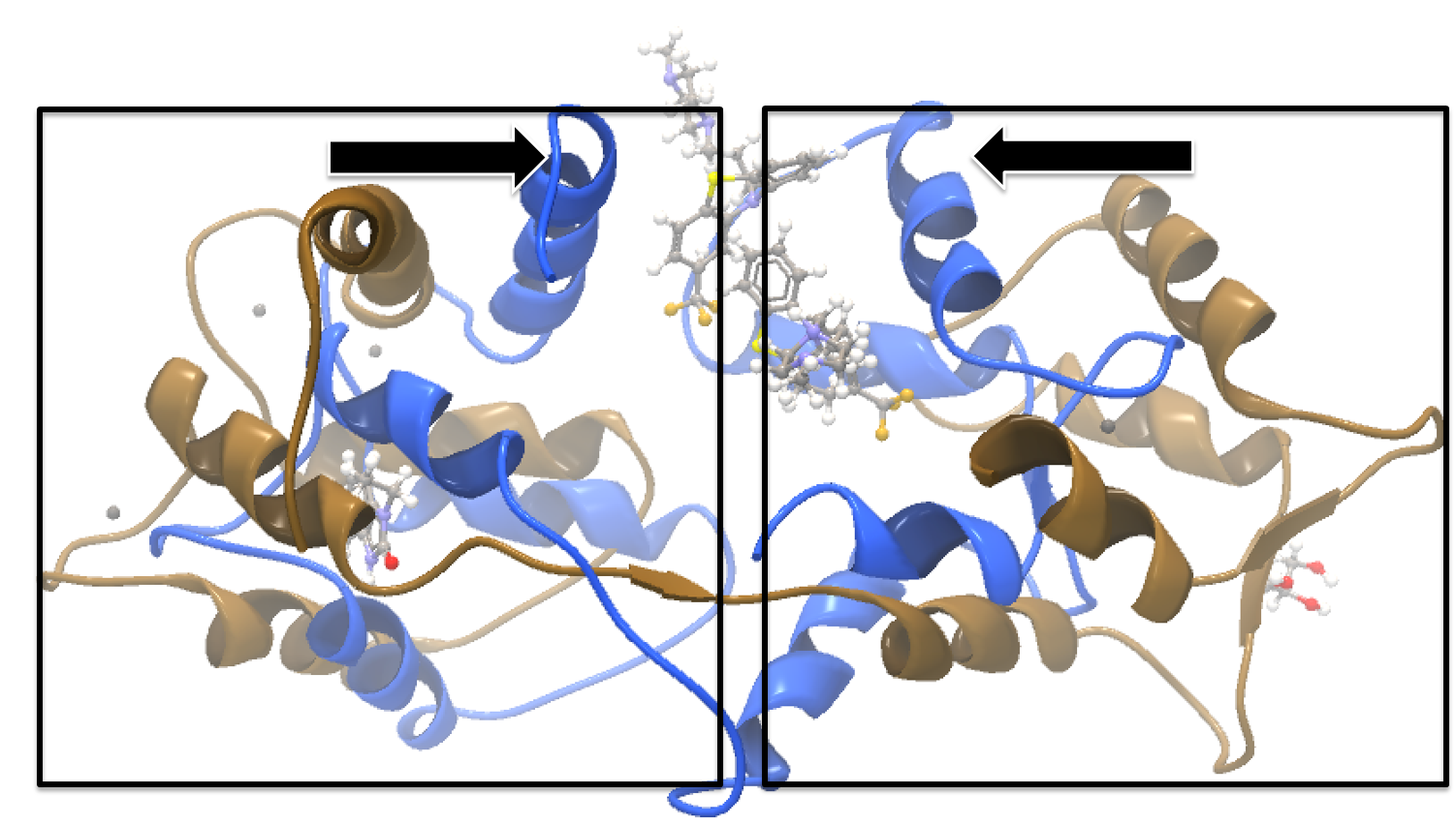 Image protein_structure_alignment_calmodulin_global