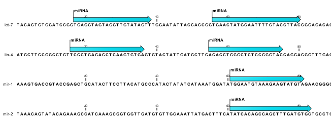 Image mirbase-annotations