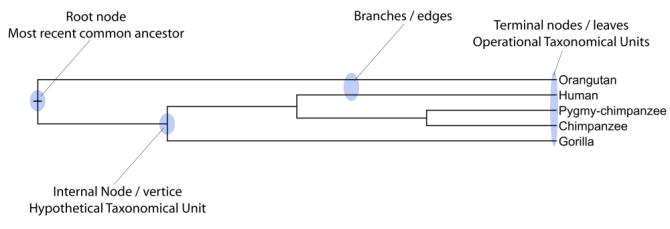 Image hominidaeTree