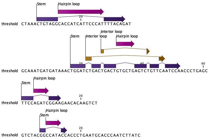 Image precursor_mirna_secondary_structure