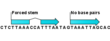 Image structureconstraints