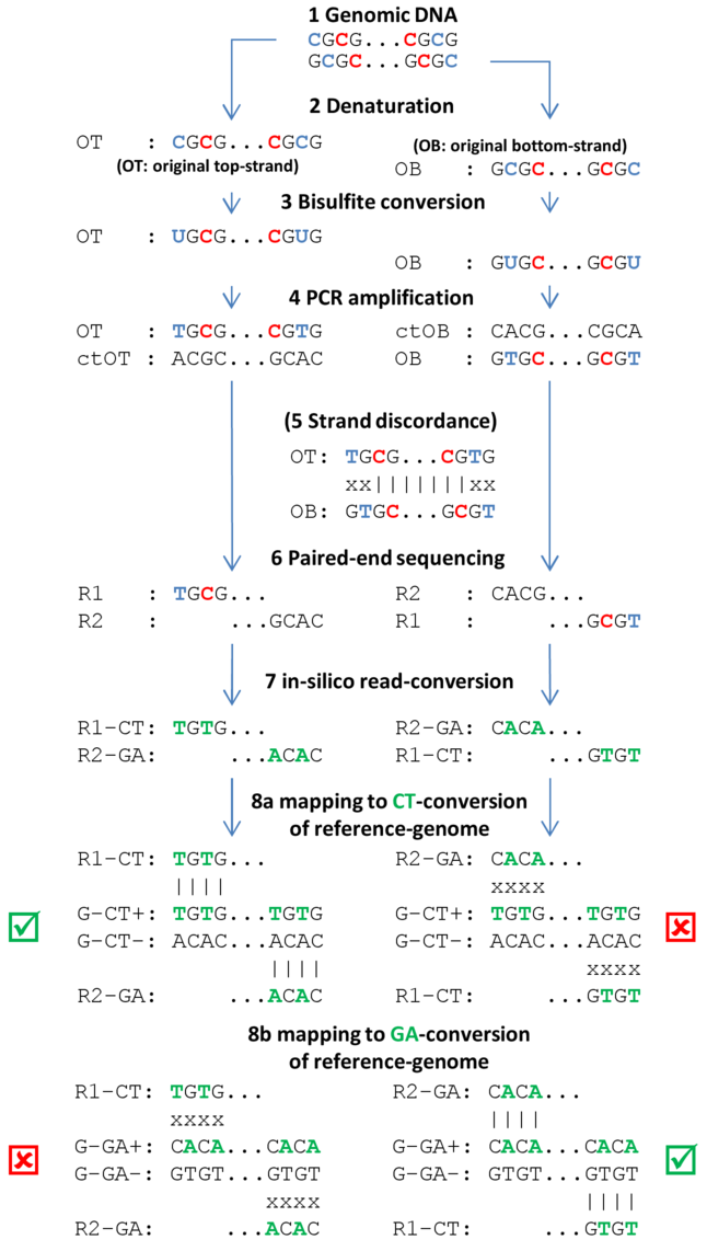 Image BS-pipeline