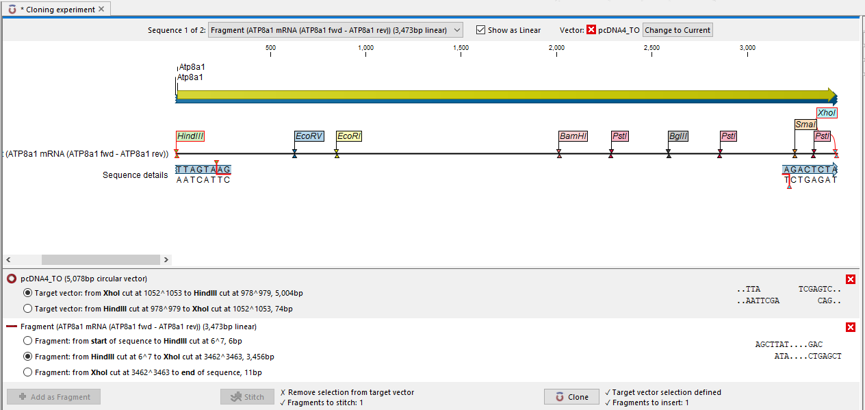 Image restriction-sites-selected-on-fragment