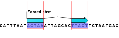 Image forced_stem_here_annotation