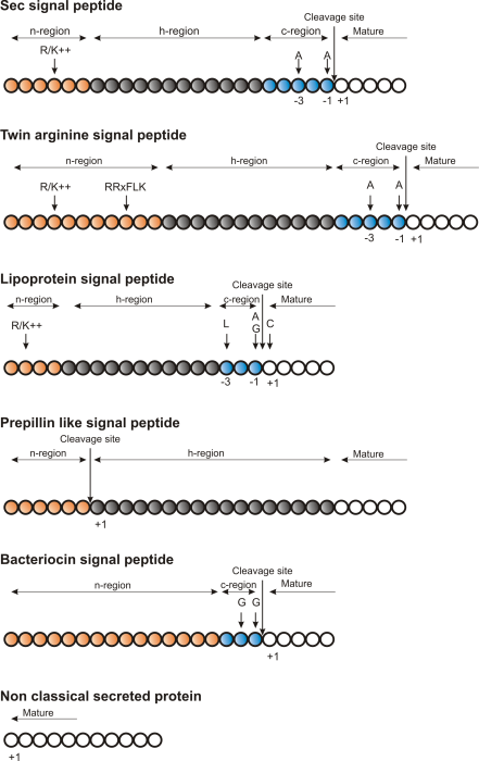 Image signalpeptideoverview_gray