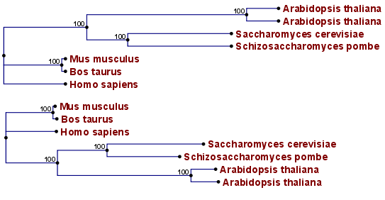 Image trees