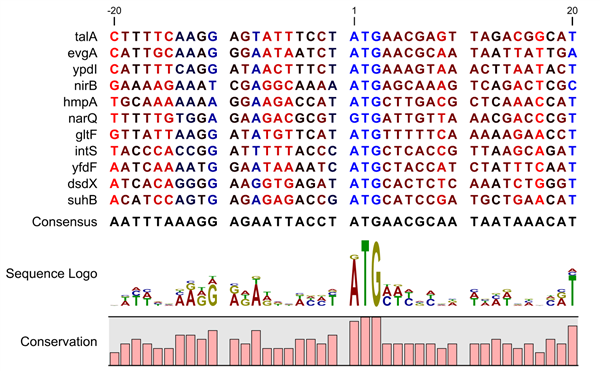 promoter consensus sequence