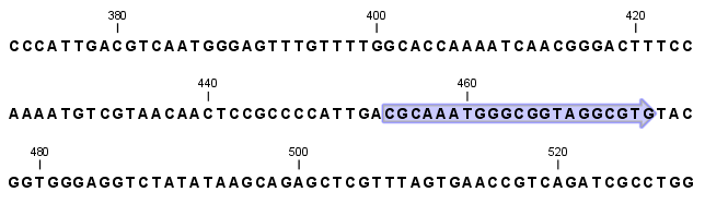 Image dynamicmotifs2