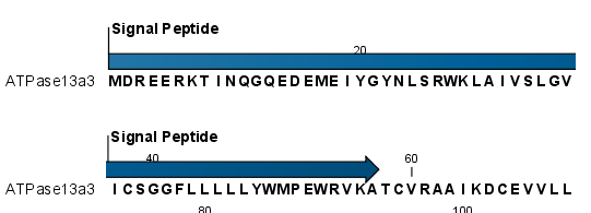 Image signalPeptideOutput