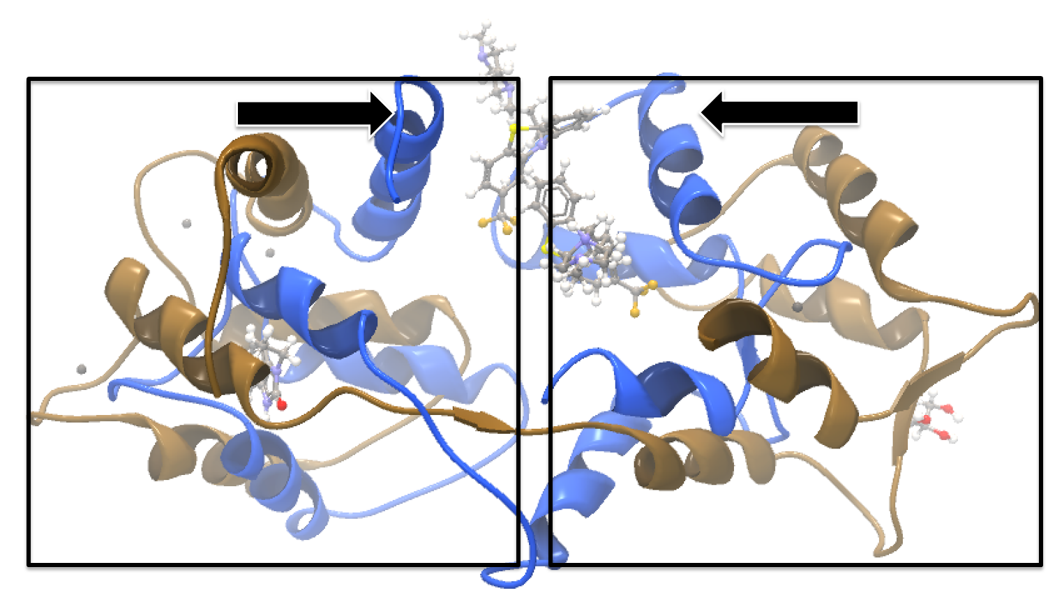 Image protein_structure_alignment_calmodulin_global