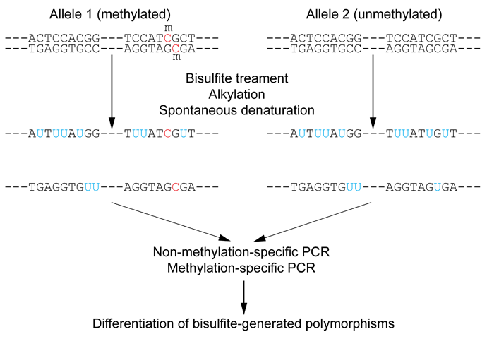 Image Wiki_Bisulfite_sequencing_Figure_1_small